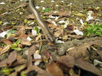 SX18107 Slow-worm (Anguis fragilis) on path.jpg